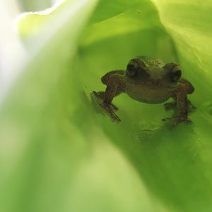 Johnstone's whistling frog