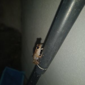 Whistling frog, Eleutherodactylus sp.