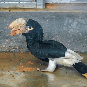 White-thighed hornbill (Bycanistes albotibialis)