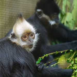 White-headed langur and François' langur