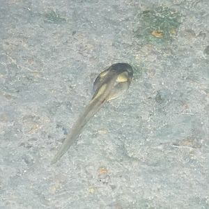 Penelope's Hill Frog