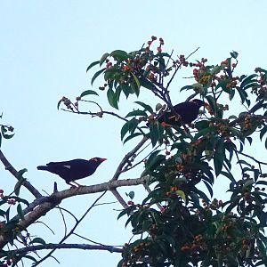 Common Hill Myna