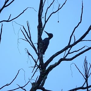 Great Slaty Woodpecker