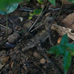 Boulenger's Pricklenape