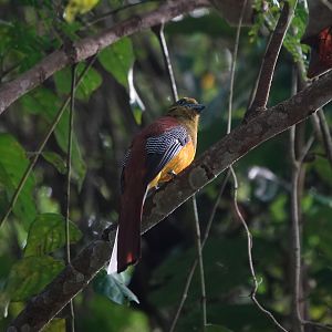 Orange-breasted Trogon
