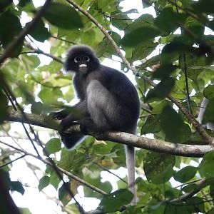 Dusky Langur