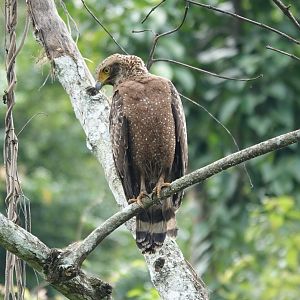 Crested Serpent-Eagle