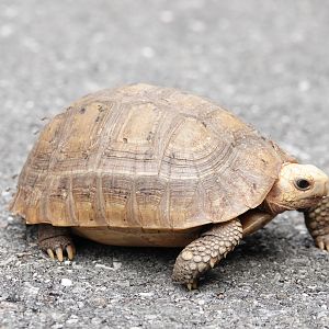 Elongated Tortoise