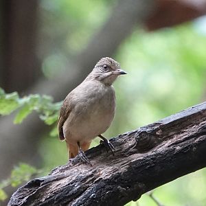 Streak-eared Bulbul