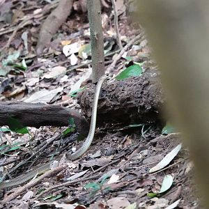 Indo-Chinese Rat Snake