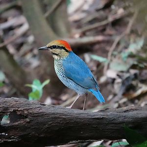 Blue Pitta