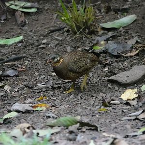Scaly-breasted Partridge