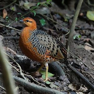 Ferruginous Partridge