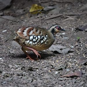 Bar-backed Partridge
