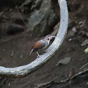 Large Scimitar-Babbler