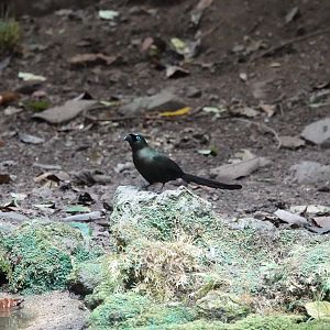 Racket-tailed Treepie