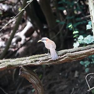 White-browed Scimitar-Babbler