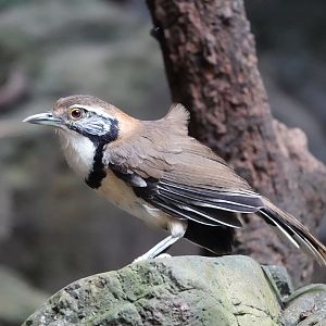 Greater Necklaced Laughingthrush