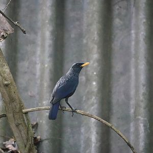 Blue Whistling-Thrush