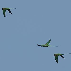Alexandrine Parakeets