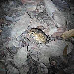 Asian Common Toad