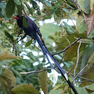 Red-billed Blue-Magpie