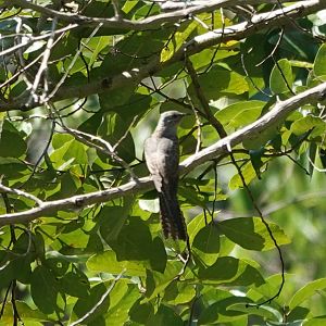 Plaintive Cuckoo