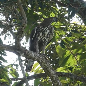 Changeable Hawk-Eagle