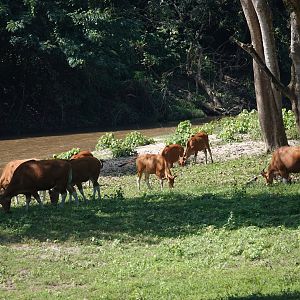Banteng Herd