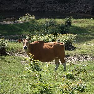 Banteng
