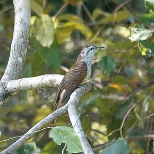 Banded Bay Cuckoo