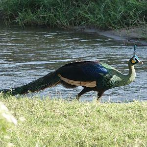 Green Peafowl