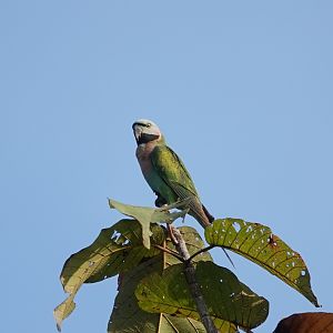 Red-breasted Parakeet