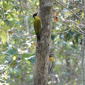 Black-headed Woodpecker