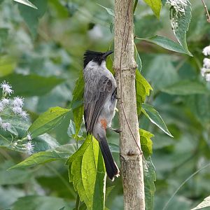 Sooty-headed Bulbul