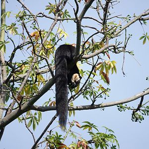 Black Gaint Squirrel