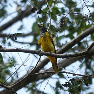 Black-hooded Oriole