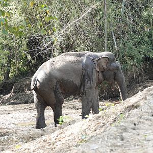 Asian Elephant