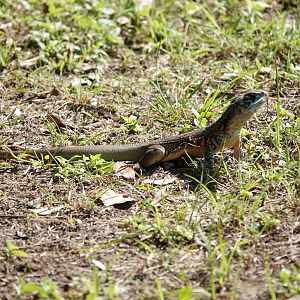 Common Butterfly Lizard