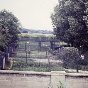 Dog pens Chester Zoo 29th August 1982