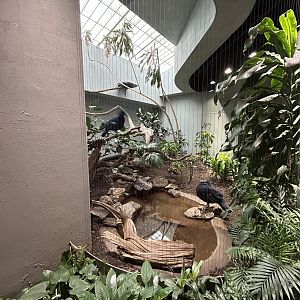 Victoria Crowned Pigeon (G. victoria) Exhibit
