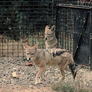 Black-backed jackals 1976