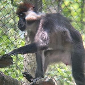 Red-capped Mangabey