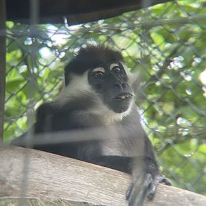 Red-capped Mangabey