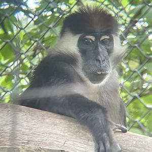 Red-capped Mangabey