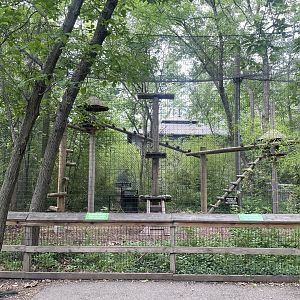 Red-capped Mangabey Exhibit