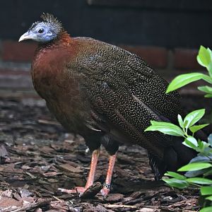 Malaysian great argus (Argusianus argus argus)