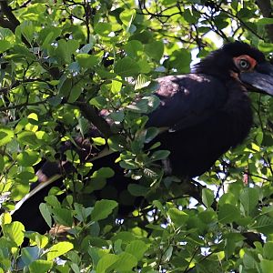 Southern ground hornbill (Bucorvus leadbeateri)