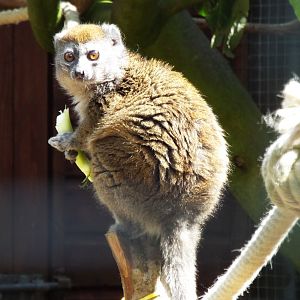 Sambirano Bamboo Lemur, Banham Zoo