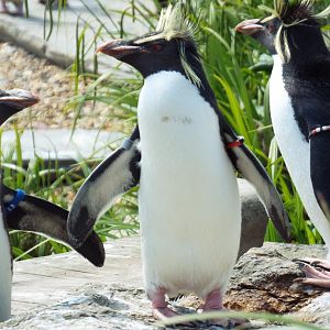 Northern Rockhopper Penguin, ZSL Whipsnade